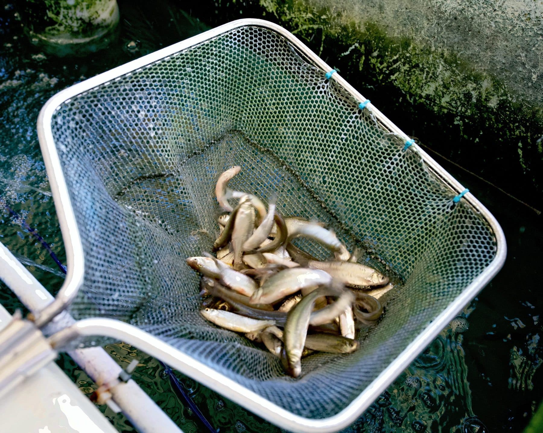 Silver live baitfish gathered in a dip net held over a dark bait tank