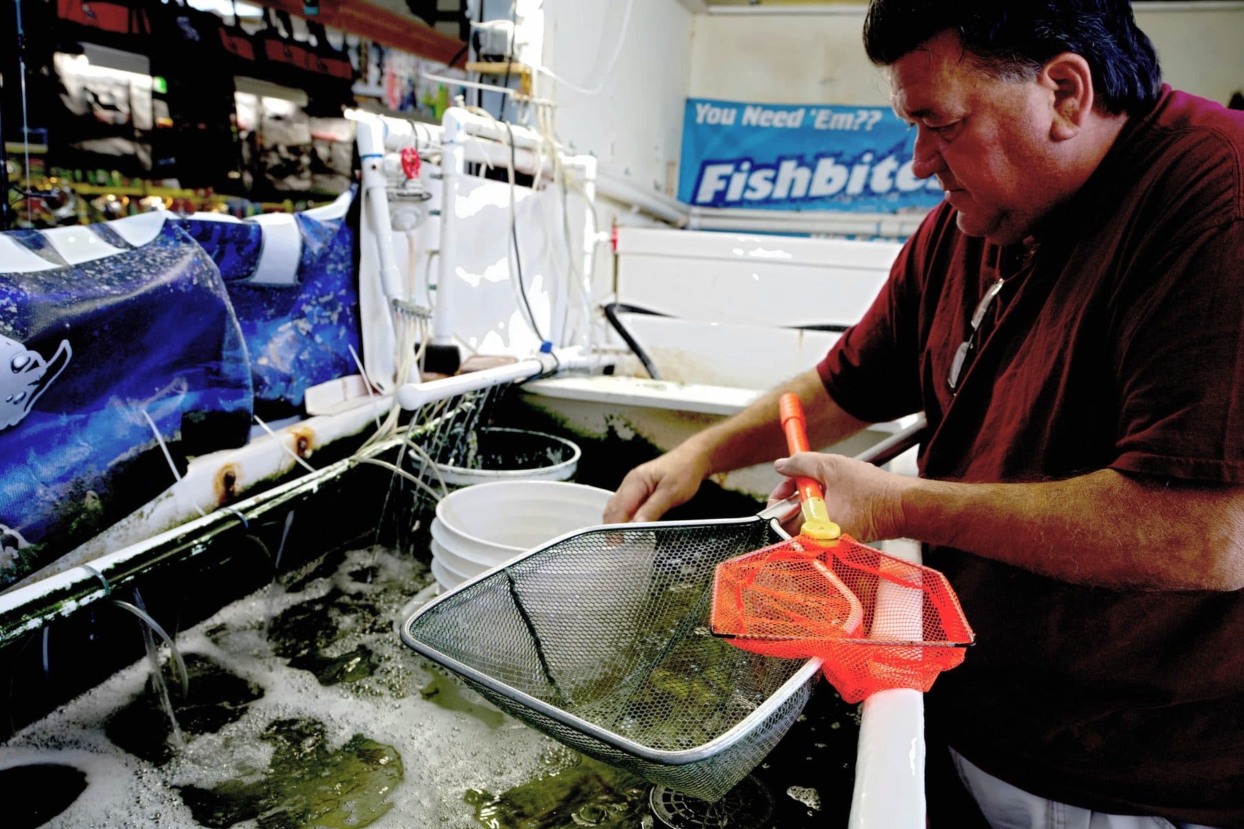 Capt. Bruce Hrobak lifting a dip net of live bait from the aerated bait tank at the North Store