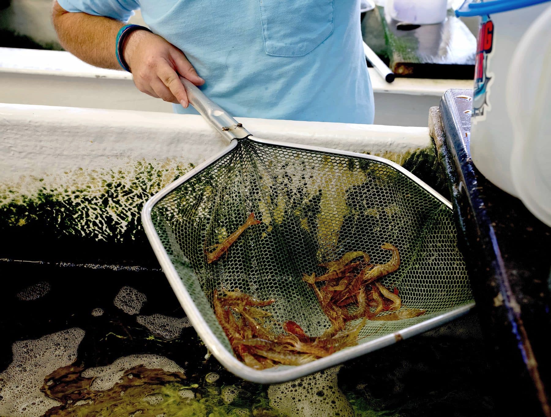 Crew member in a light blue shirt lifting a dip net of live shrimp out of a foamy bait tank