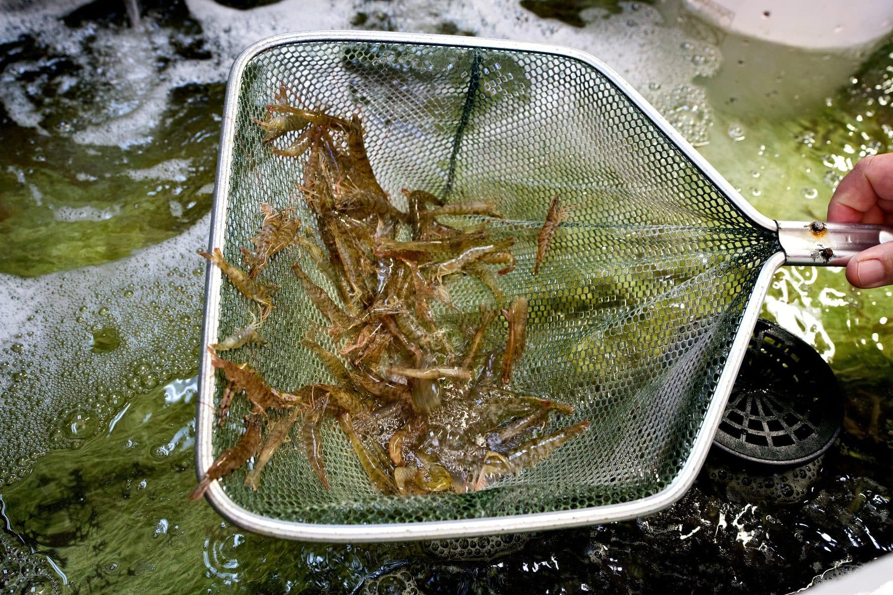 Dip net loaded with live shrimp held over a bubbling, aerated bait tank
